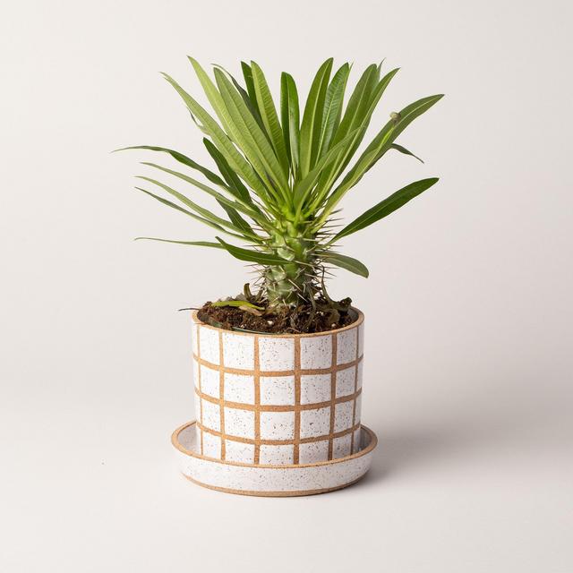 Grid Planter