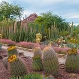 Desert Botanical Garden