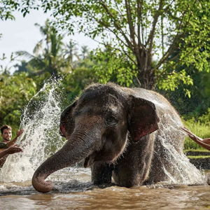 Bali Zoo Orangutan Breakfast + Elephant Mud Bath