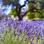 Clairmont Lavender Farm