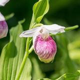 Wildflower Garden (our favorite)