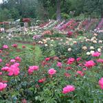 International Rose Test Garden