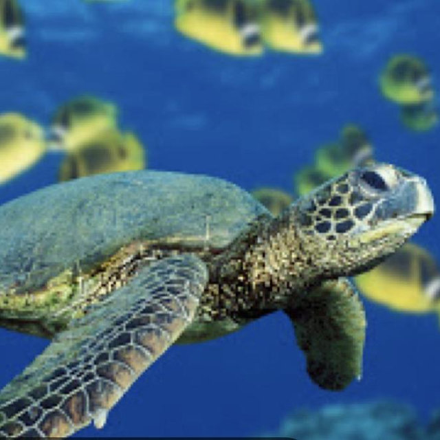 Island Reef National Monument