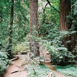 Fernwood Campground and Resort