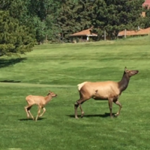 Lake Estes 9-Hole Golf Course
