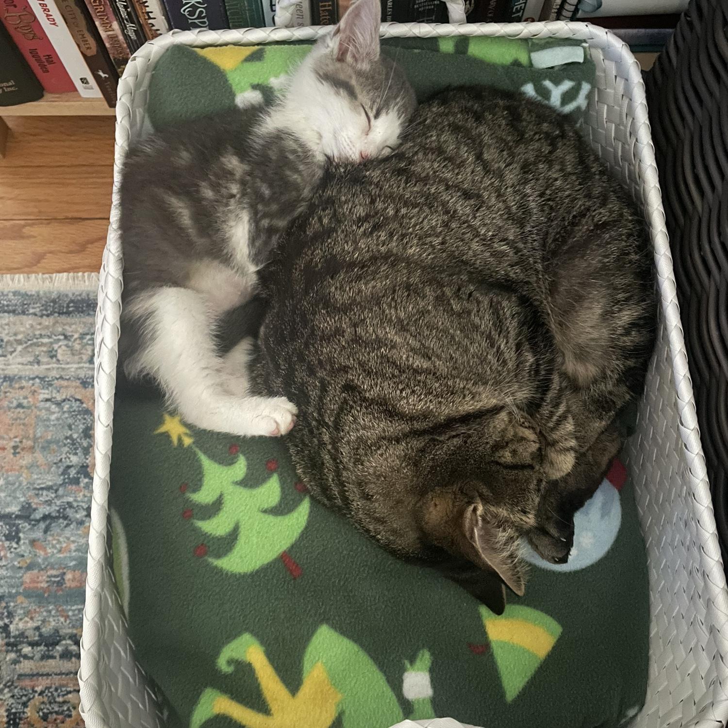Bought a kitten named Nora so Ozzie had a friend!