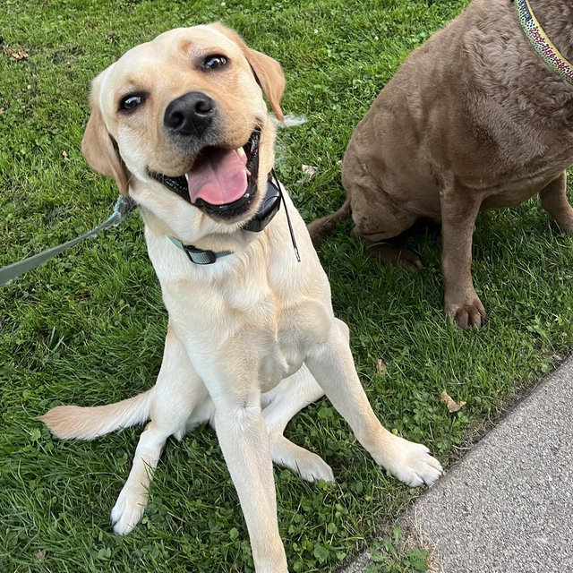 Milo Treat & Toy Fund