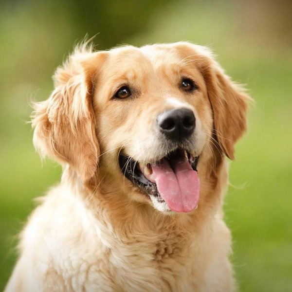 Our Future Golden Retriever Fund