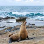 La Jolla Cove