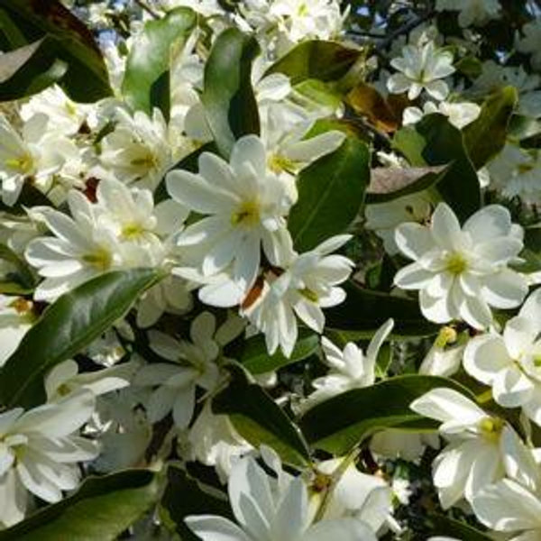 Sweetbay Magnolia - Mehrabyan Nursery
