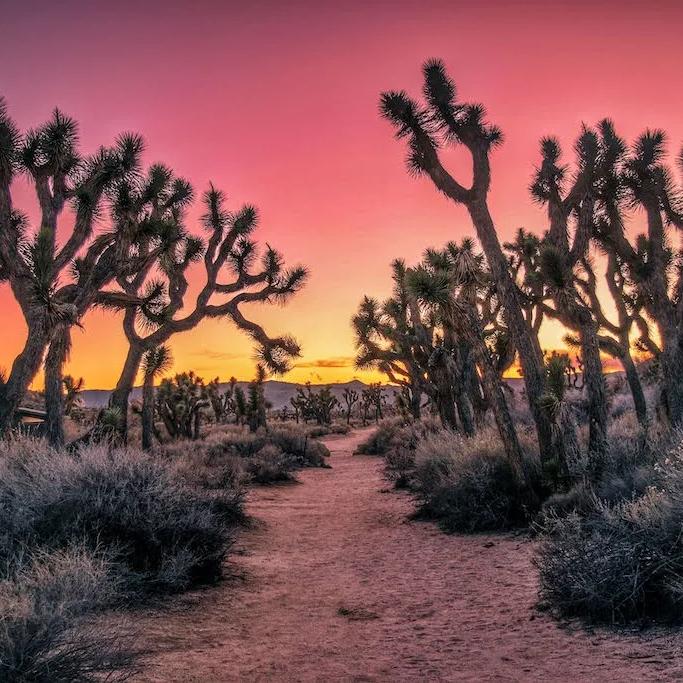 Jeep Excursion through Joshua Tree National Park