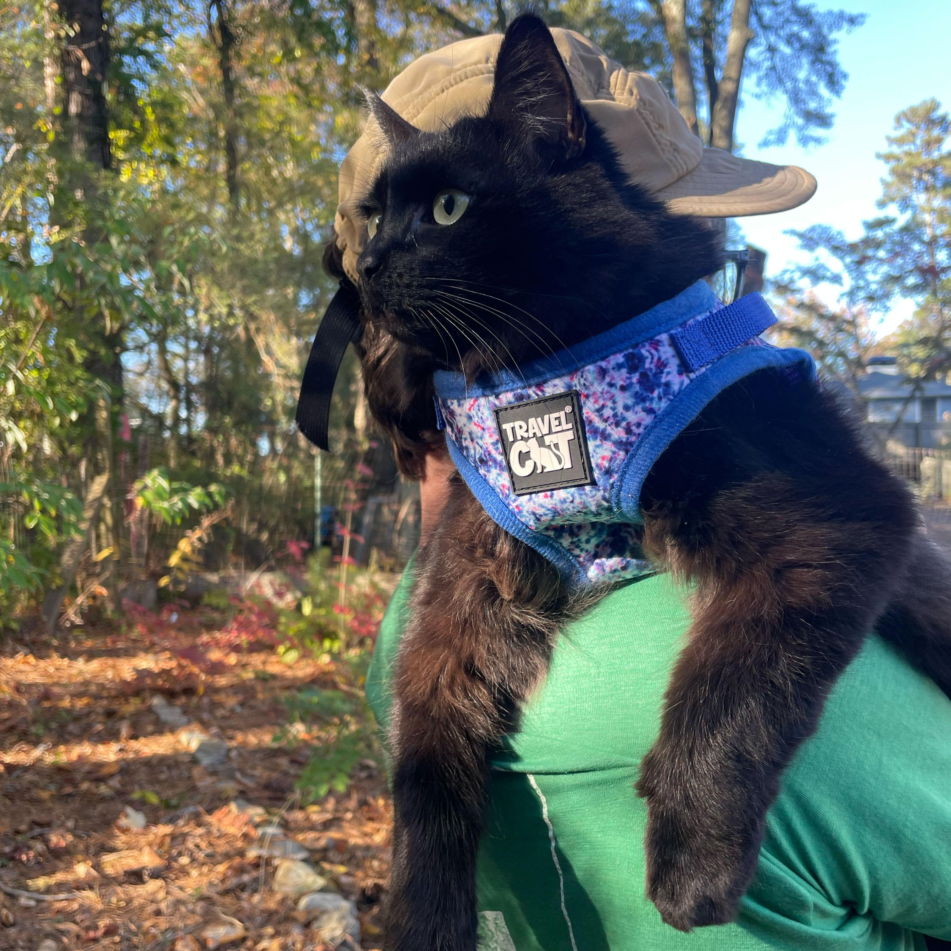 Merlin, the third and most important member of our household (2024)