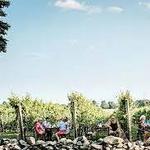 Newport Vineyards