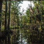 Honey Island Swamp Tours