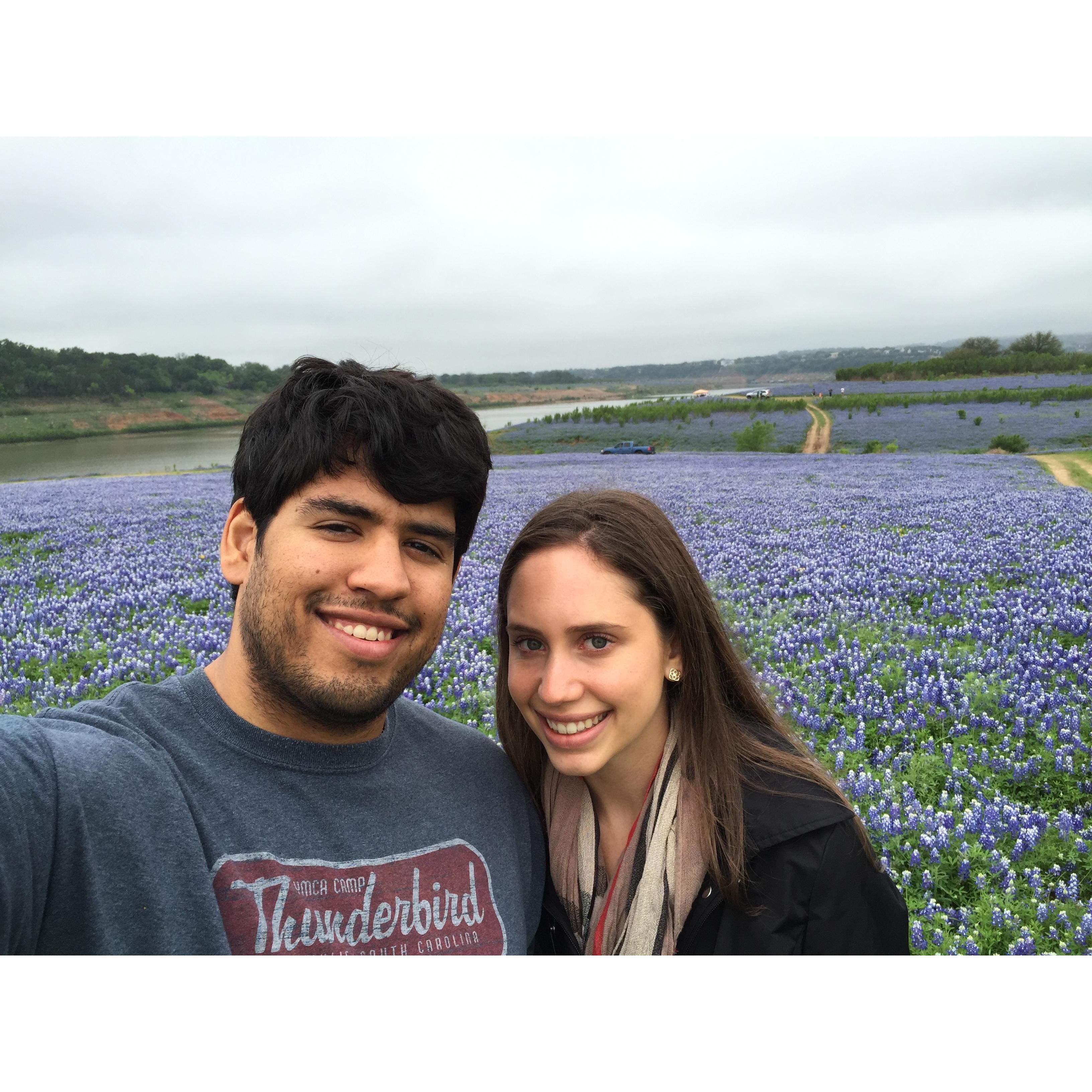 Texas Bluebonnets