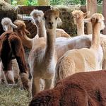 Artisan Alpacas LLC