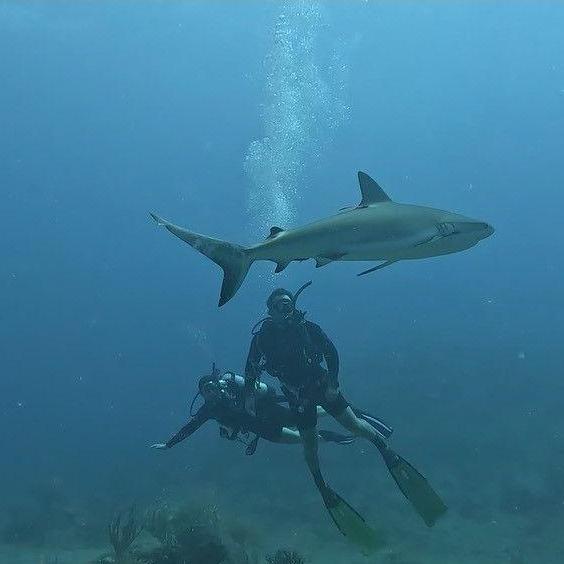 During an open water dive in Saint Martin, this Caribbean reef shark came within 10 feet of us. You should have seen Jess' fist in preparation to punch the shark -March 2024.