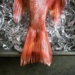 Fishbone Local - Restaurant