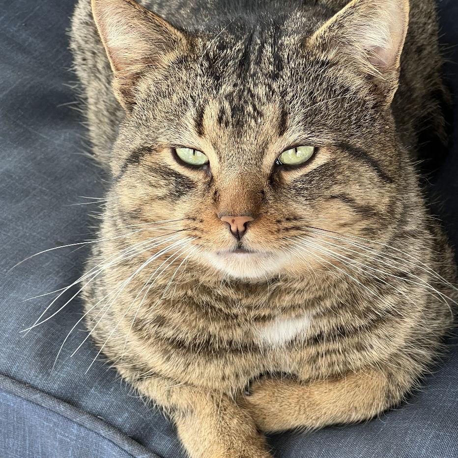 One of our feral friends.. we take care of him and call him Bengal.