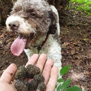 Truffle Hunting in Tuscany