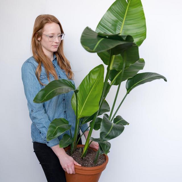 Bird of Paradise