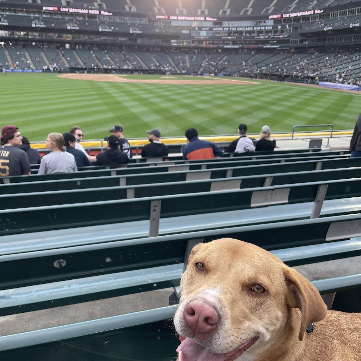 White Sox dog night game!