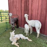 Door County Alpaca Ranch