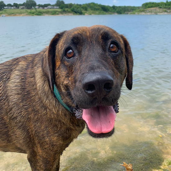 We adopted Bailey (aka "Bill") two months into deployment | TX - August 2019