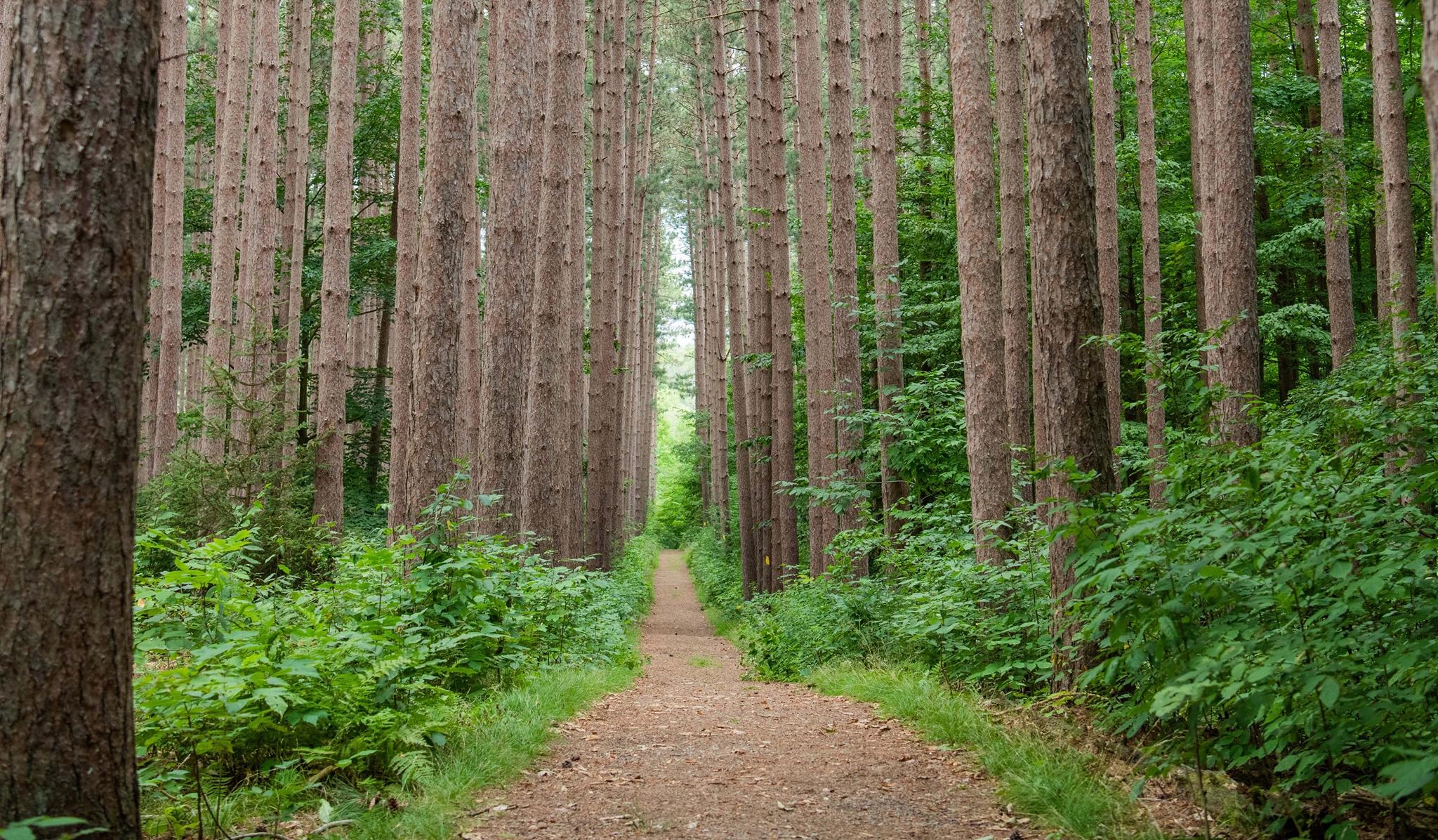 The Wedding Website of Elizabeth Anderson and Michael Ormanoski