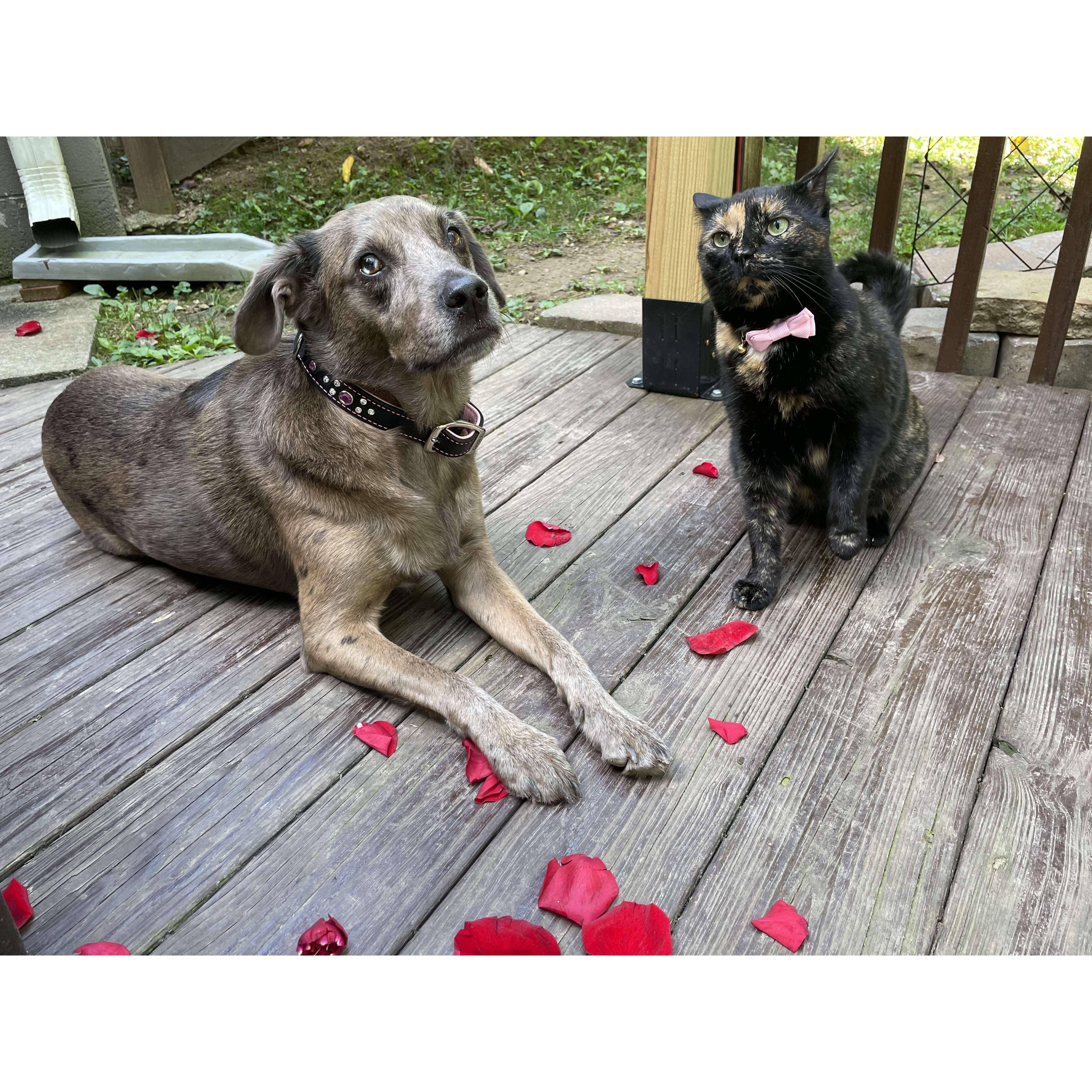 Joseph made sure Cash and Dolly were dressed up and ready for the proposal!