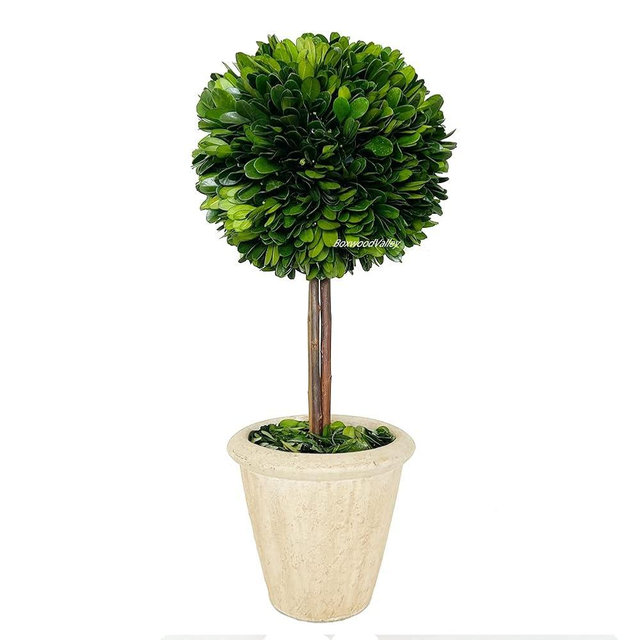 Natural Preserved Boxwood Topiary in Pot 15 inch Stunning Greenery and Plant Decor Great for Home Office bar Shop decoartionChristmas Decorations for Plant Lovers(15 inch Tall/6 inch Wide)