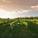 Bernhardt Winery