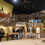 Cleveland Museum of Natural History