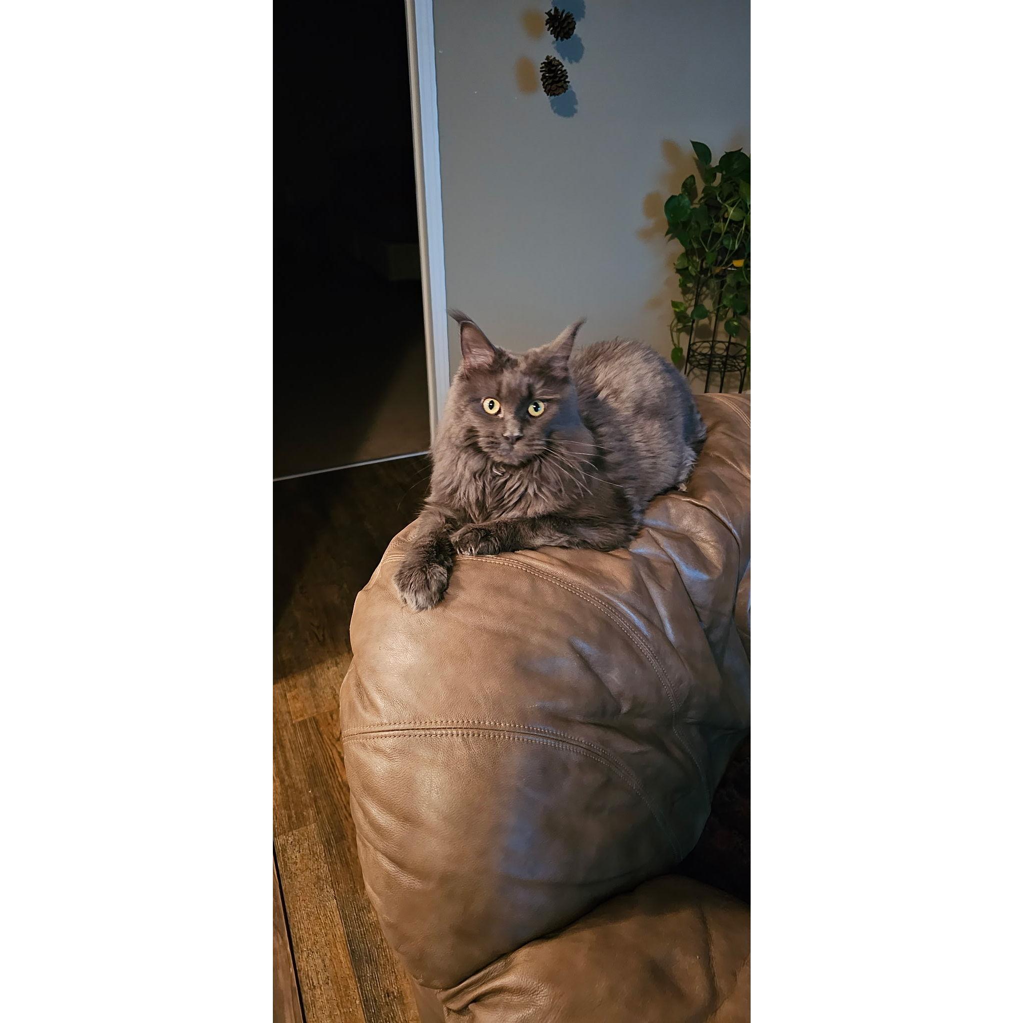 Storm, our precious Mainecoon