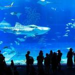 Okinawa Churaumi Aquarium