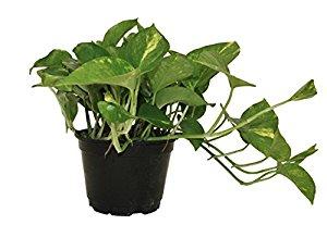 Delray Plants Devil's Ivy (Pothos) in Pot