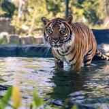 Fresno Chaffee Zoo