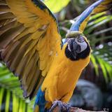 Bloedel Conservatory