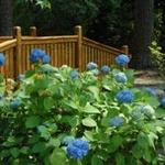 Norfolk Botanical Garden