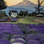 Hood River Lavender Farms