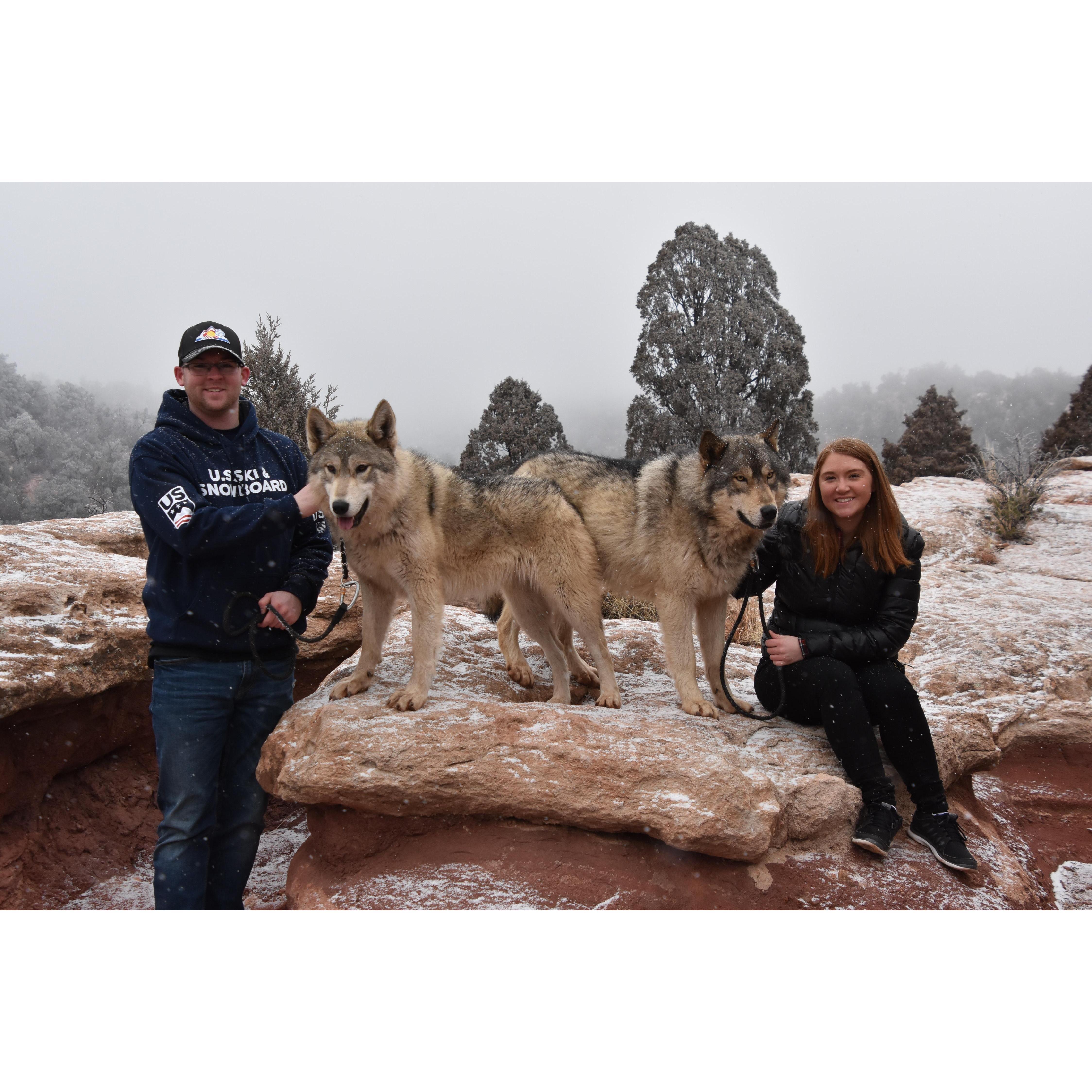 Walking with wolves in Colorado Springs