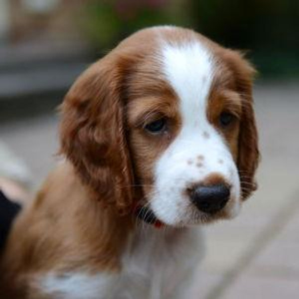 Our New Puppy
