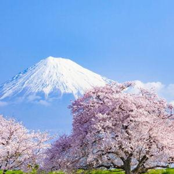 Honeymoon in Japan
