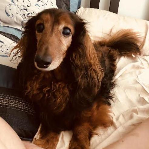 The little man himself. Our dog Legend, looking his most "stuffed animal like" here.