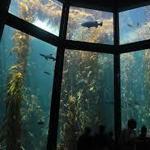 Monterey Bay Aquarium