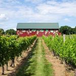 Rosedale Farms & Vineyards