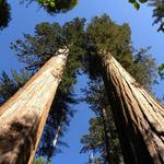 Calaveras Big Trees State Park