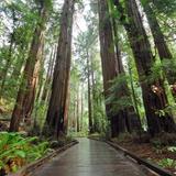 Muir Woods National Monument
