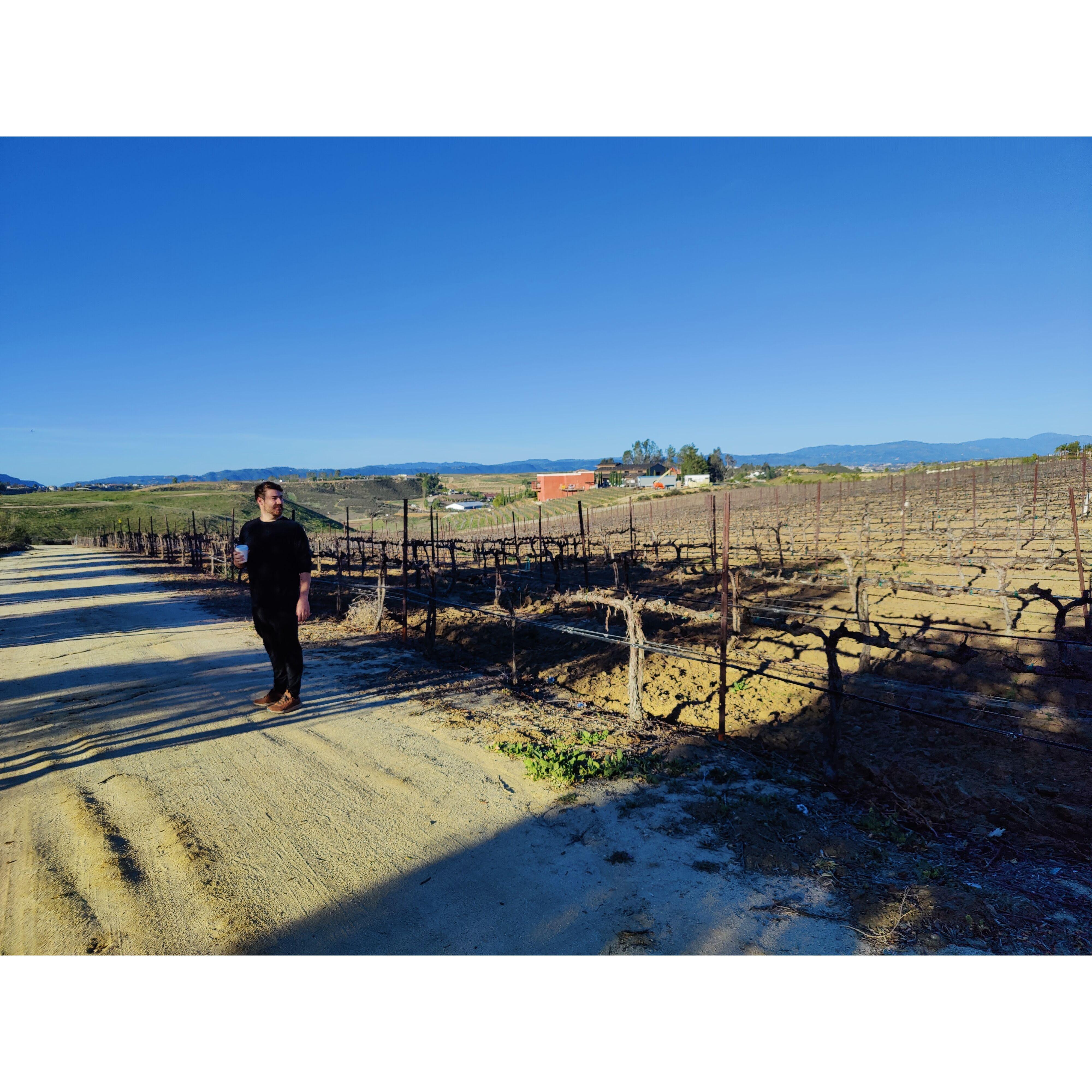 And discovered that all of the grape vines were dead.