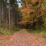 Doyle Conservation Area